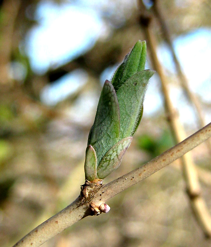 Image of Lonicera etrusca specimen.