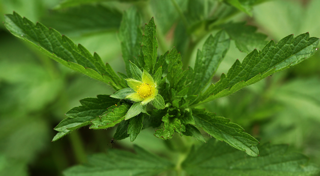 Изображение особи Potentilla norvegica.