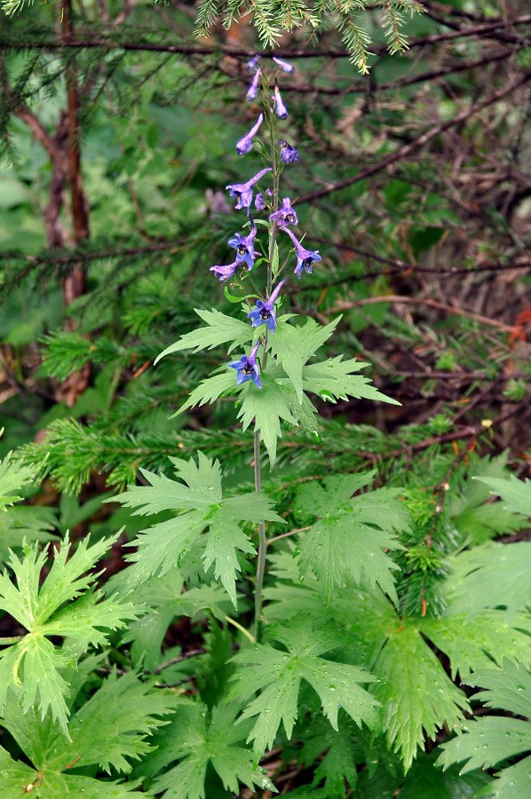 Изображение особи Delphinium elatum.