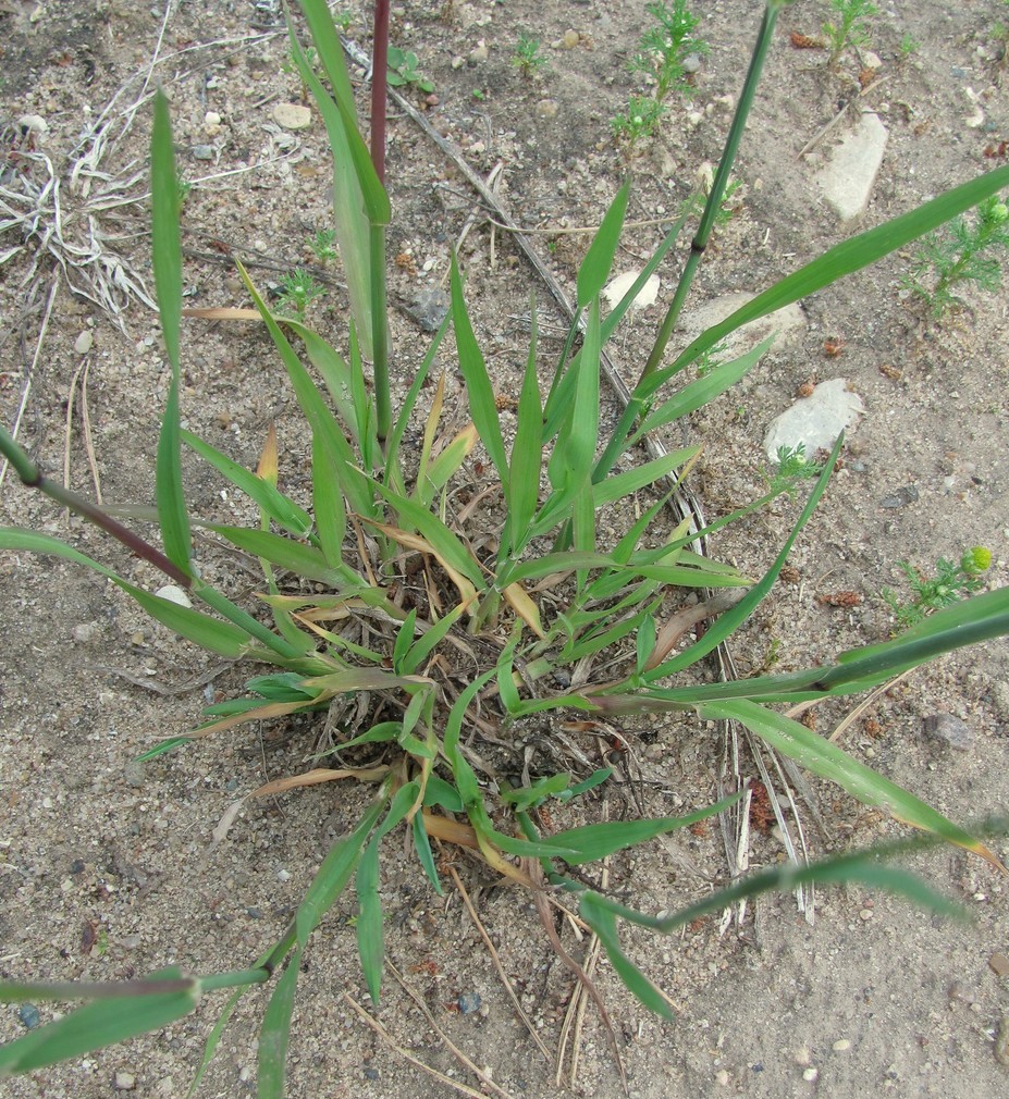 Image of Phleum pratense specimen.