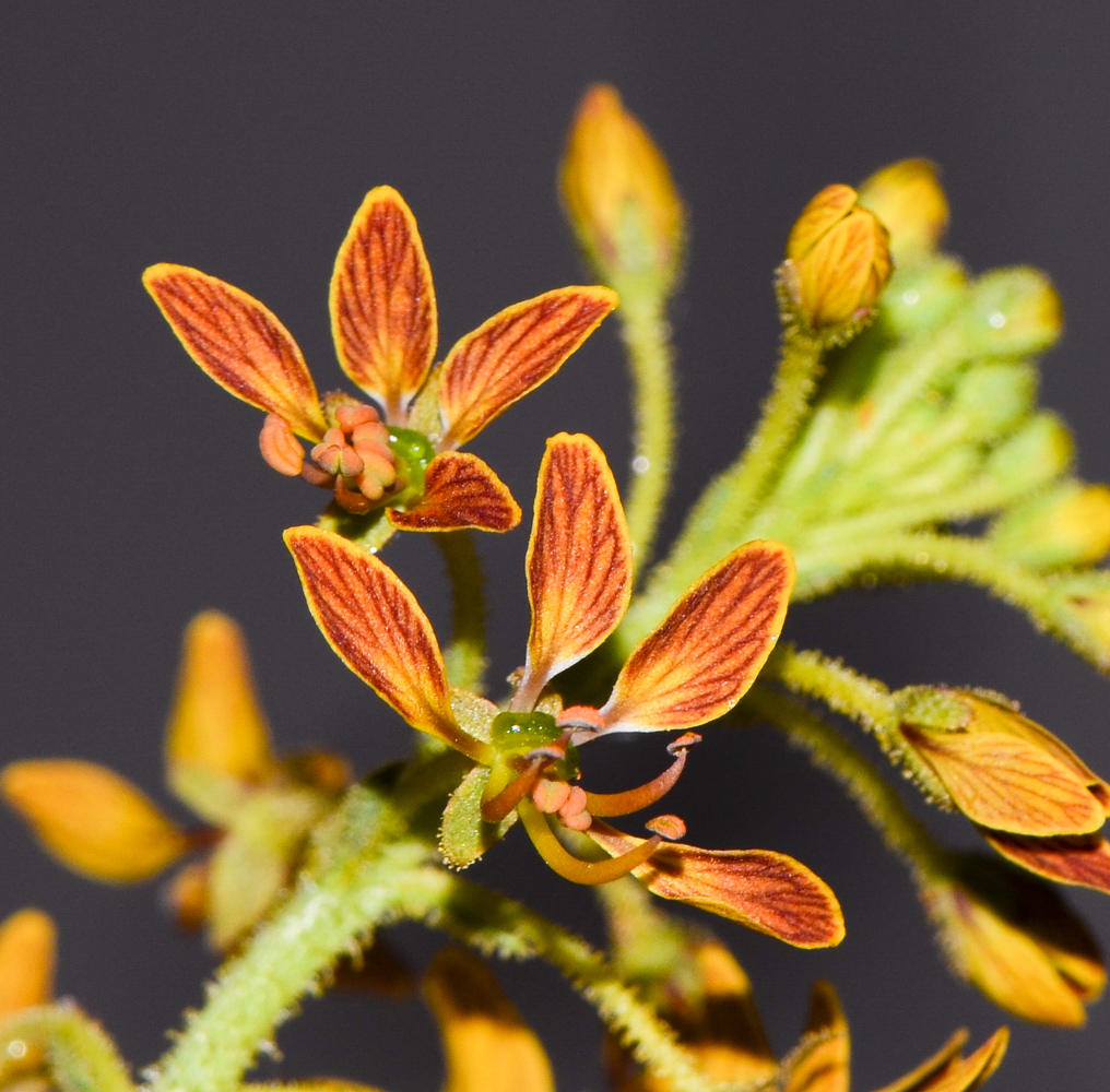 Изображение особи Cleome arabica.