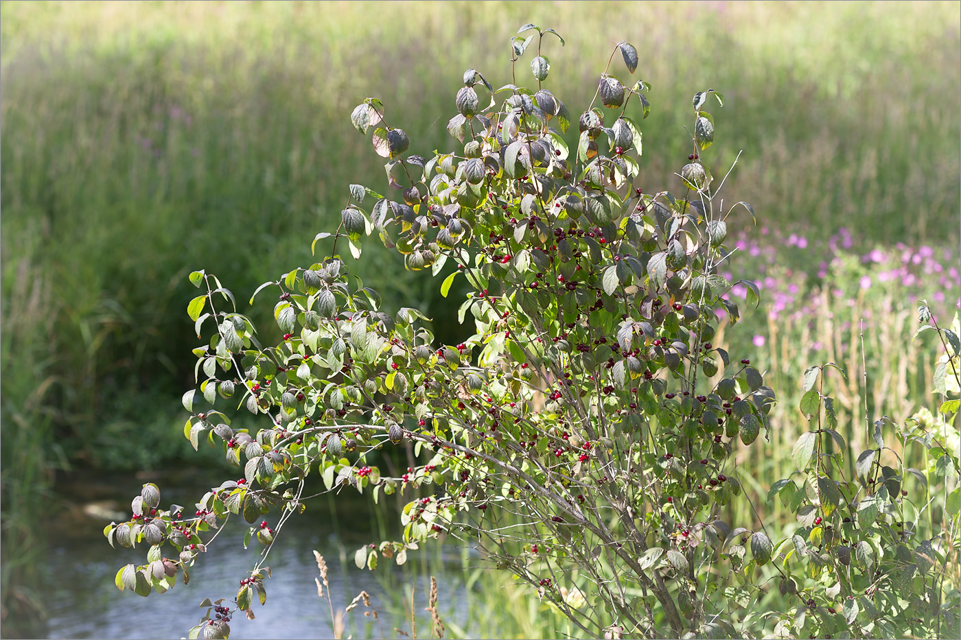 Изображение особи Lonicera xylosteum.