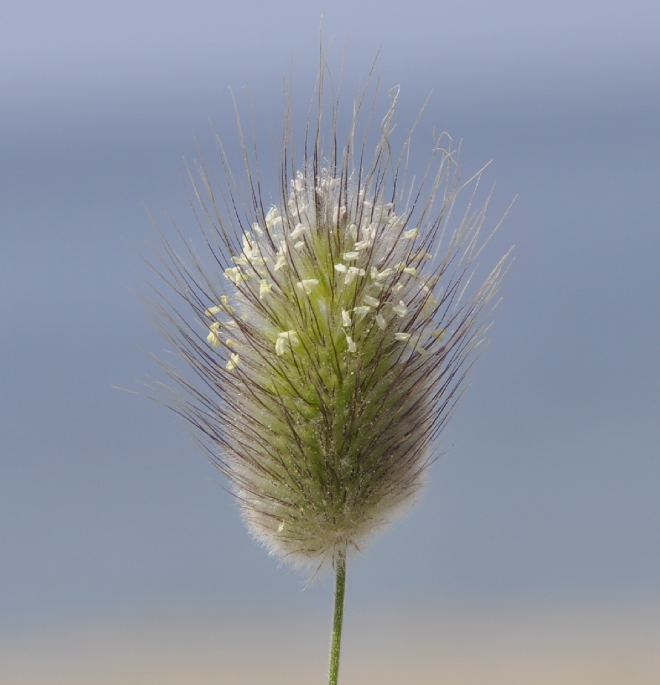 Image of Lagurus ovatus specimen.