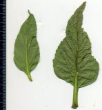 Phlomis pungens. Верхние стеблевые листья (вид снизу). Белгородская обл., Губкинский р-н, запов. «Белогорье», Ямская степь. 11 июня 2009 г.