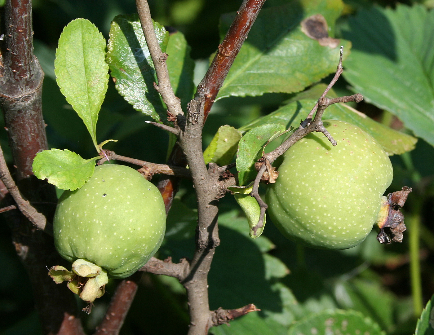 Изображение особи Chaenomeles japonica.