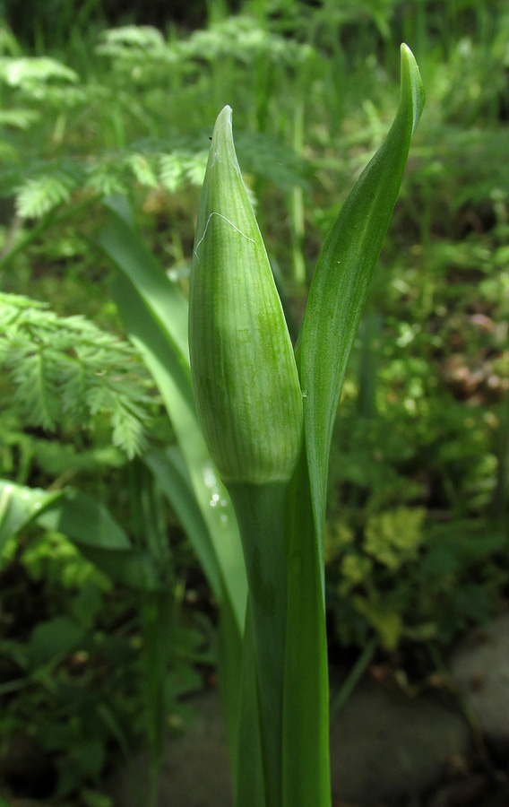 Image of Nectaroscordum bulgaricum specimen.