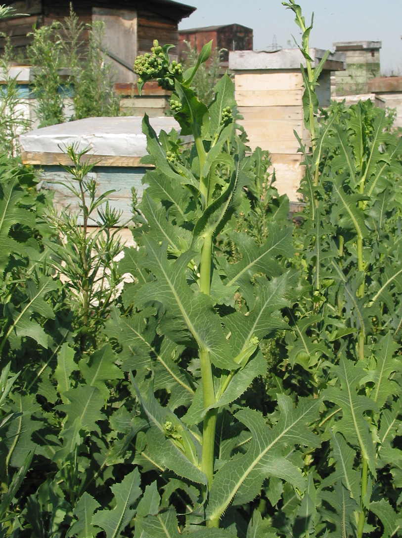 Image of Lactuca serriola specimen.