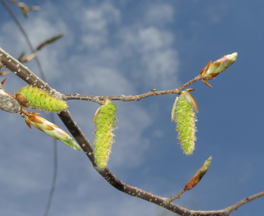 Изображение особи род Carpinus.