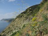 Crambe koktebelica