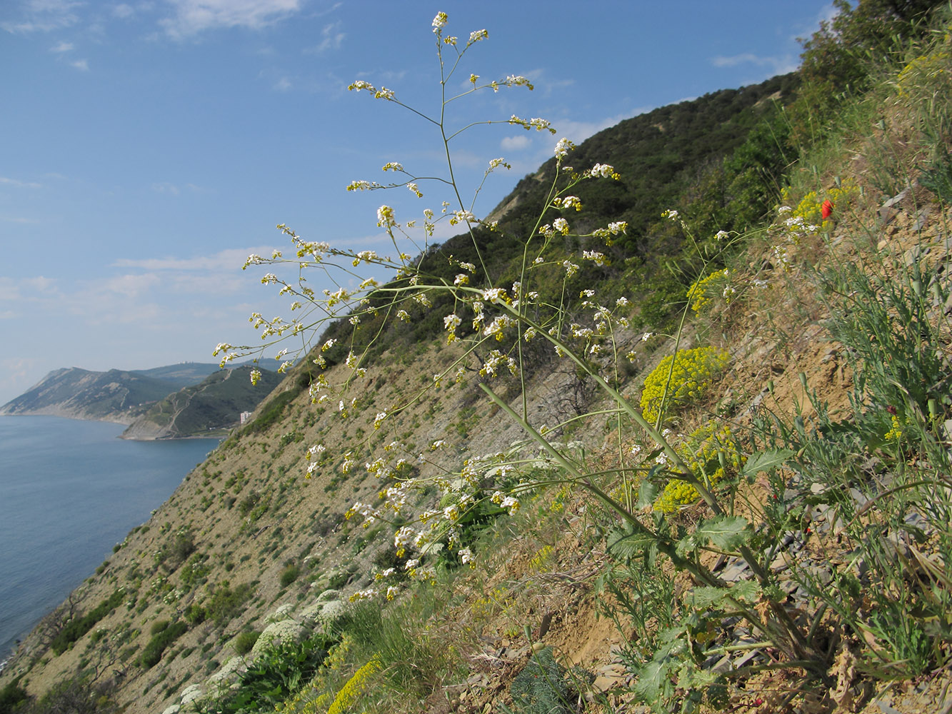 Image of Crambe koktebelica specimen.