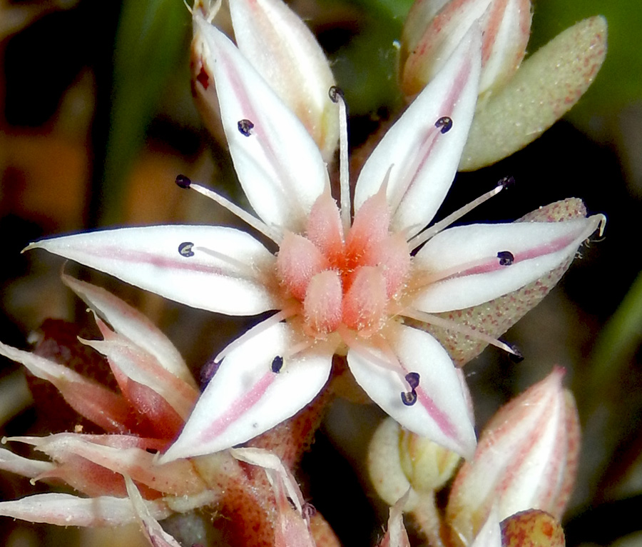 Image of Sedum hispanicum specimen.