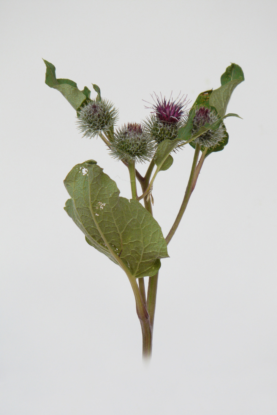 Image of Arctium tomentosum specimen.