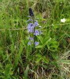 Veronica gentianoides