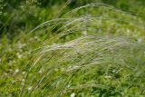 Stipa pennata. Цветущее растение. Татарстан, Нижнекамский р-н, окр. дер. Благодатная, лесостепной участок с чередованием степи и перелесков с преобладанием дуба, открытый участок. 29 мая 2016 г.