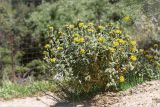 Phlomis fruticosa