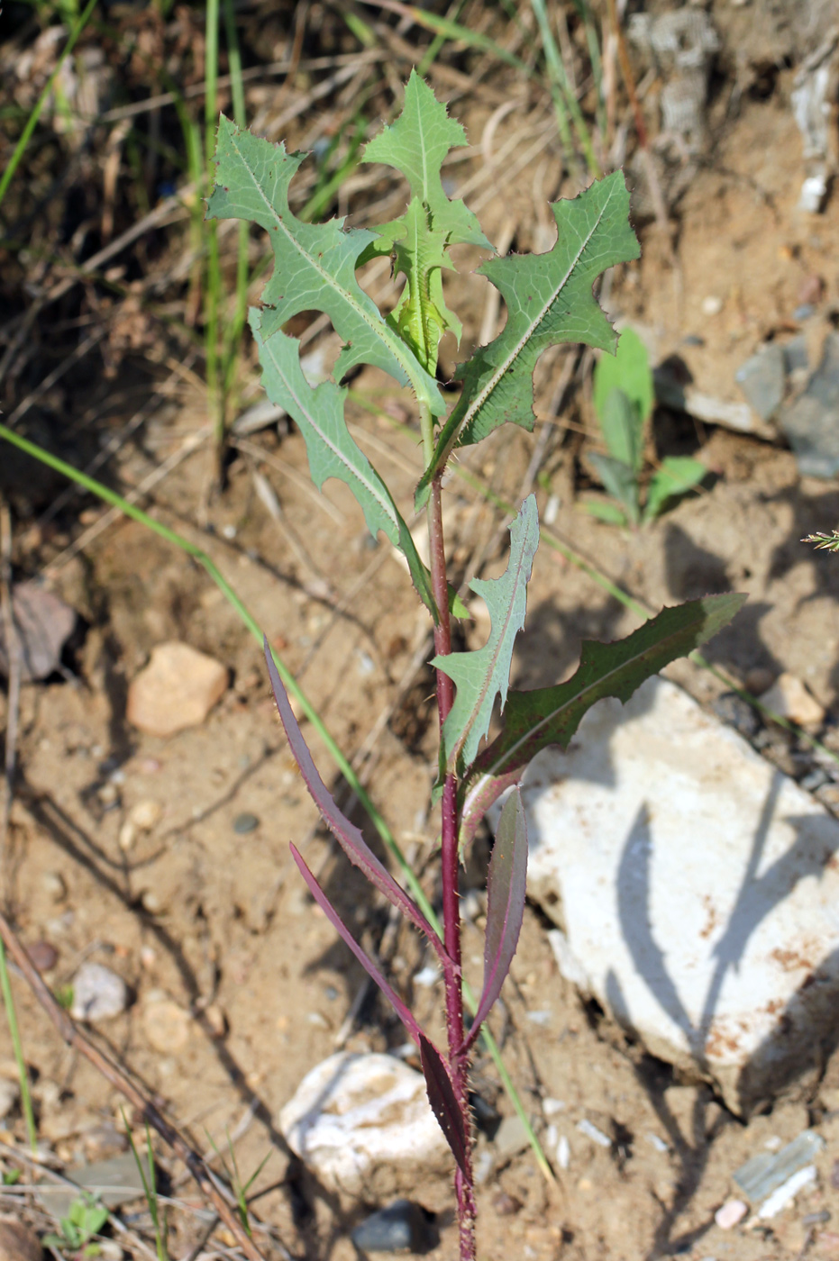 Изображение особи Lactuca serriola.