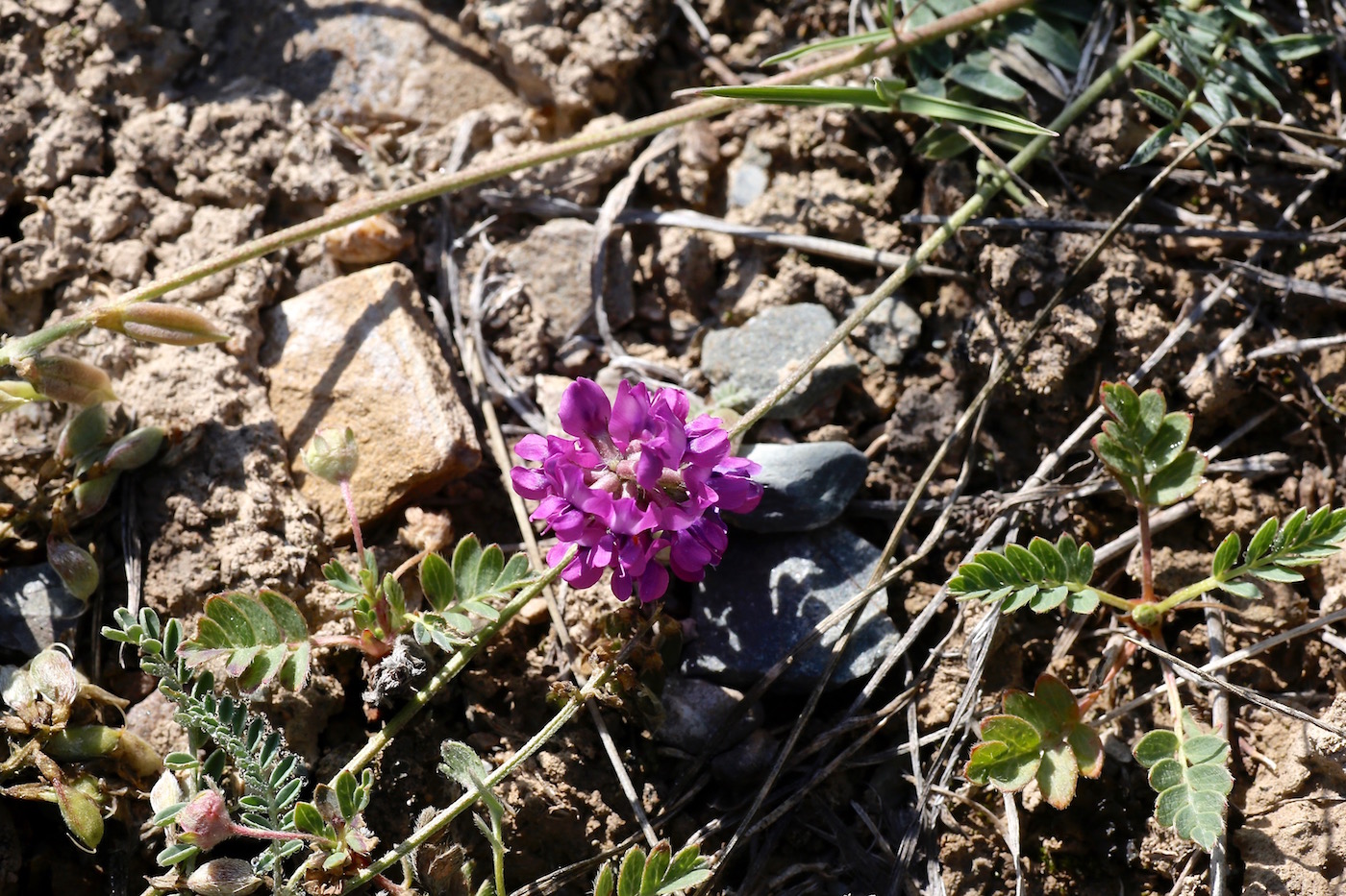 Изображение особи Oxytropis globiflora.