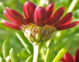 Argyranthemum frutescens