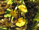 Utricularia × neglecta. Соцветие. Тамбовская обл., Петровский р-н, окр. с. Покровское, мелководье на пруду. 02.07.2016.