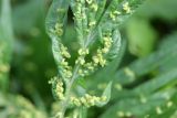 Artemisia vulgaris. Часть листа с галлами клещей сем. Eriophyidae. Костромская обл., окр. г. Нерехта, опушка смешанного леса. 08.07.2016.