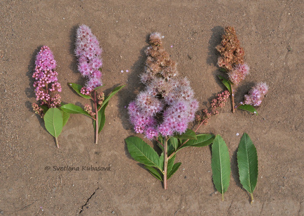 Image of Spiraea salicifolia specimen.