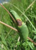 Cerinthe glabra подвид caucasica. Лист с поражением. Кабардино-Балкария, Эльбрусский р-н, долина р. Ирик, ок. 2800 м н.у.м., субальпийский луг на склоне горы. 14.07.2016.