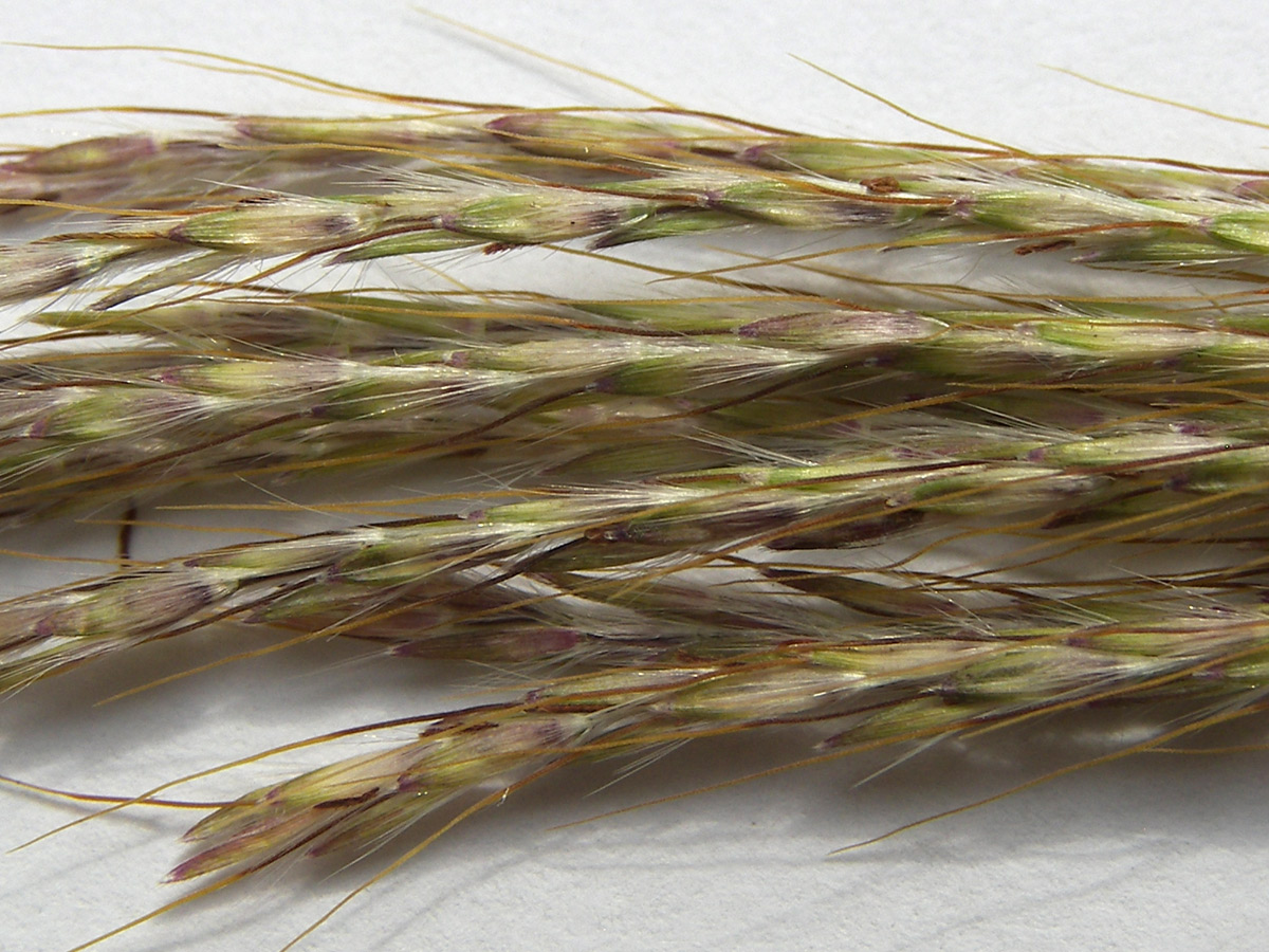 Image of Bothriochloa caucasica specimen.