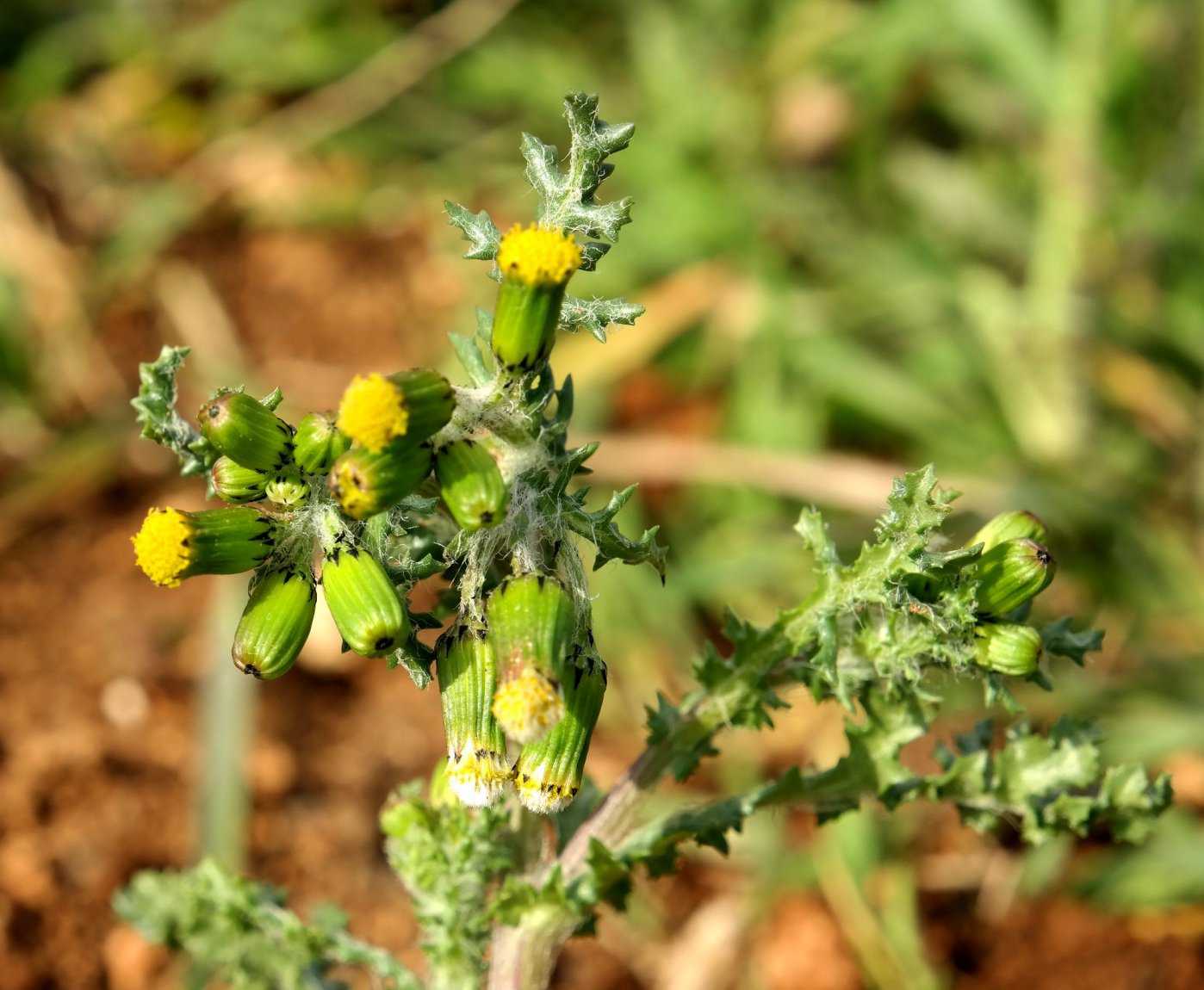 Изображение особи Senecio vulgaris.