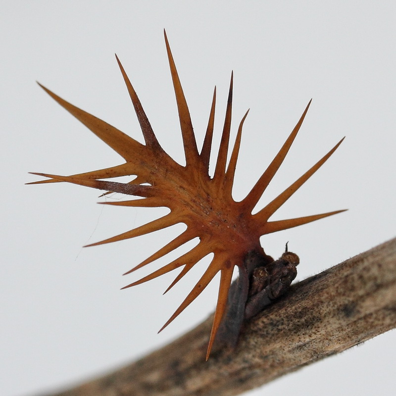 Image of Berberis vulgaris specimen.