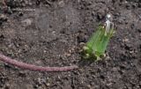 Taraxacum distantilobum