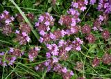 Thymus praecox подвид britannicus. Верхушки побегов с соцветиями. Исландия, окр. г. Кефлавик, бровка обрывистого склона к морю. 31.07.2016.