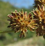 Cyperus difformis. Часть соплодия. Краснодарский край, Абинский р-н, ст-ца Холмская, берег р. Хабль. 08.09.2016.