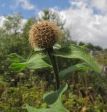 Centaurea alutacea