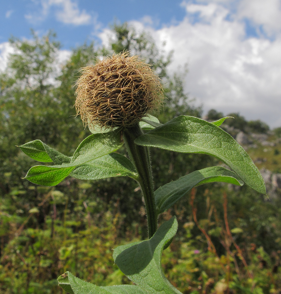 Изображение особи Centaurea alutacea.