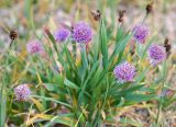 Allium platyspathum