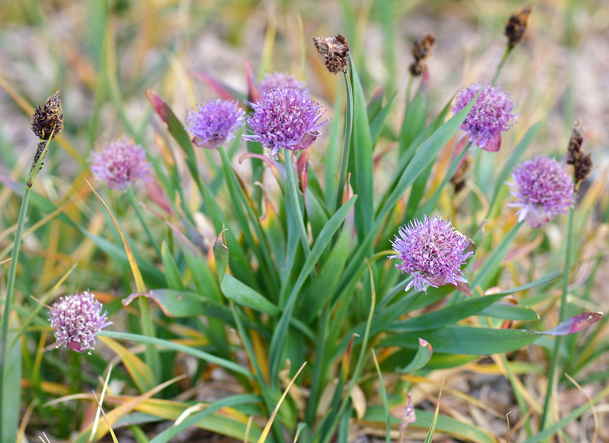 Изображение особи Allium platyspathum.