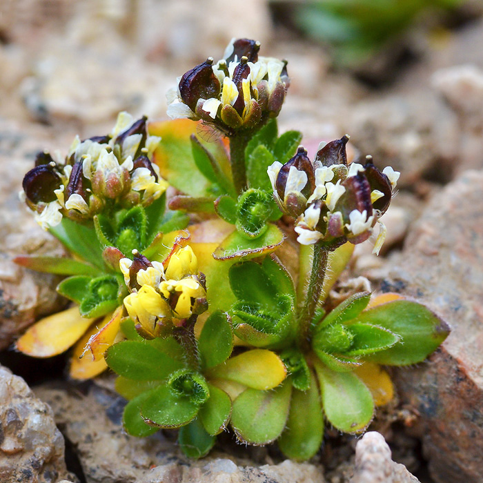 Изображение особи Draba oreades.