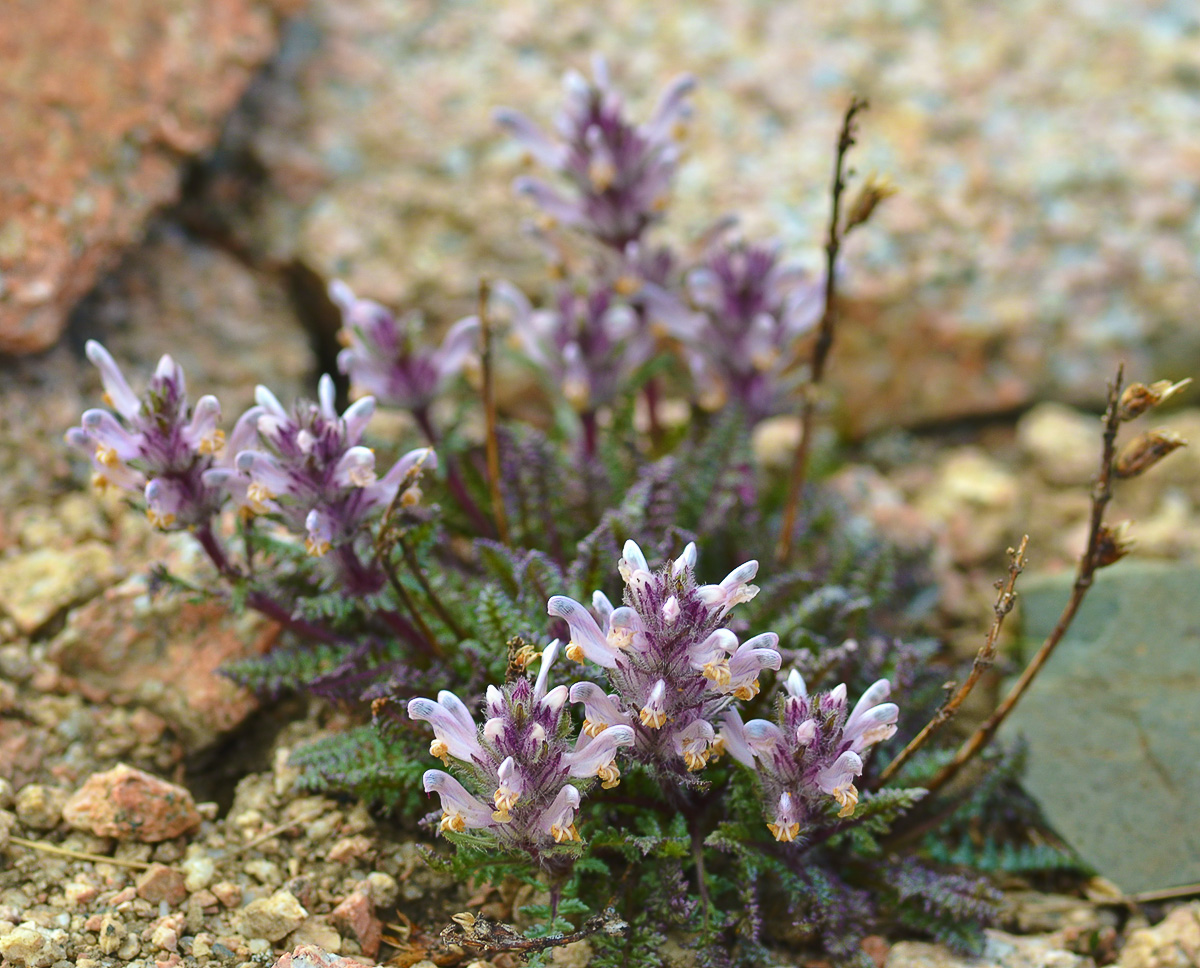 Image of Pedicularis violascens specimen.
