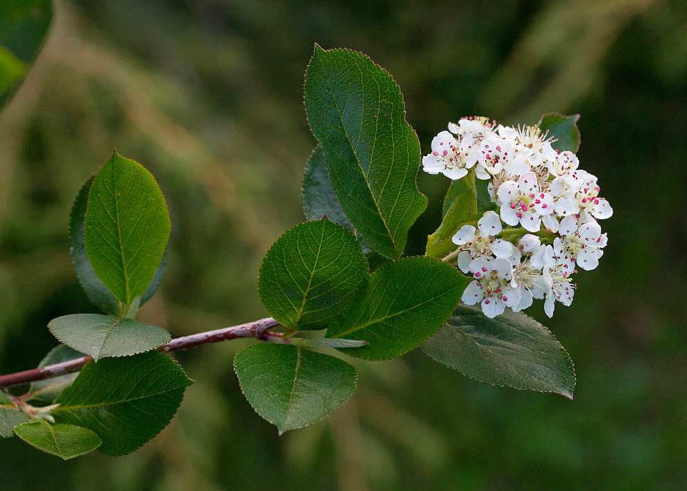 Image of &times; Sorbaronia mitschurinii specimen.