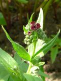 Cynoglossum officinale