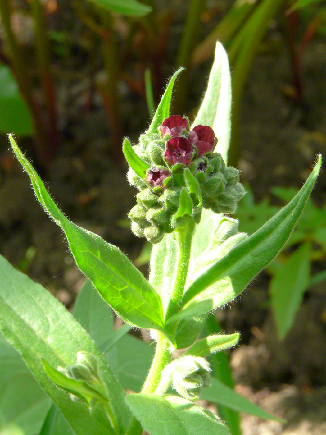 Image of Cynoglossum officinale specimen.