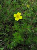 Potentilla erecta