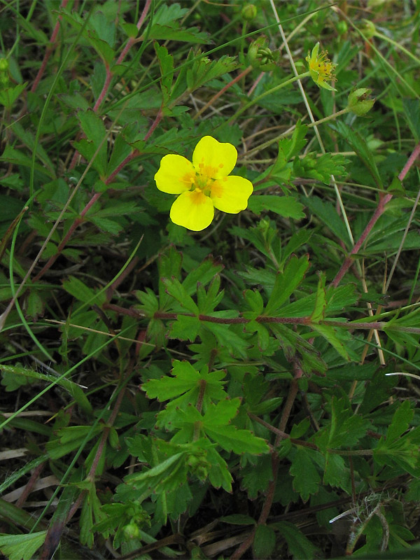 Изображение особи Potentilla erecta.