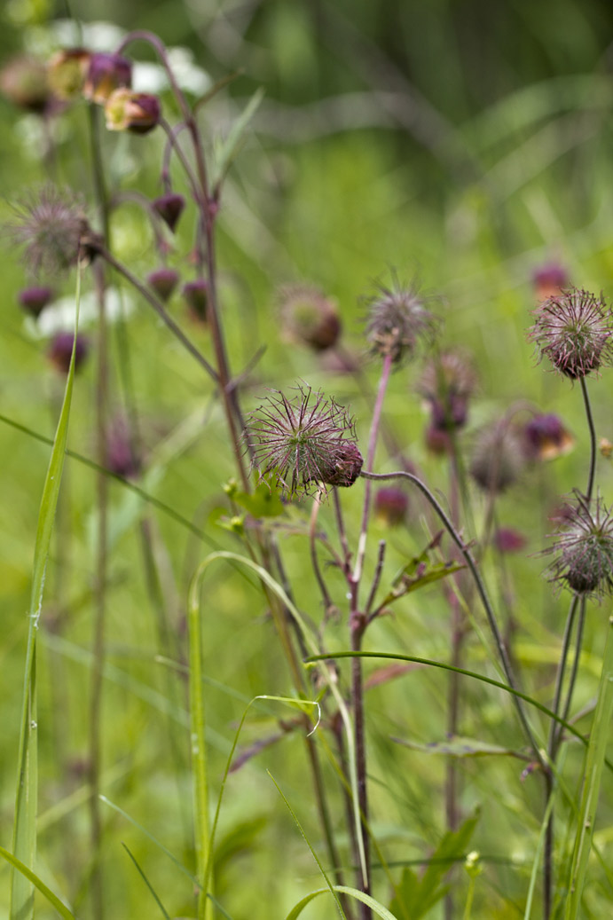 Image of Geum rivale specimen.
