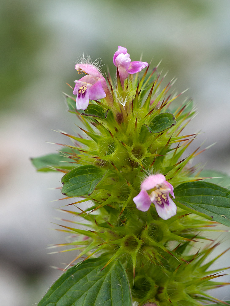 Image of Galeopsis tetrahit specimen.