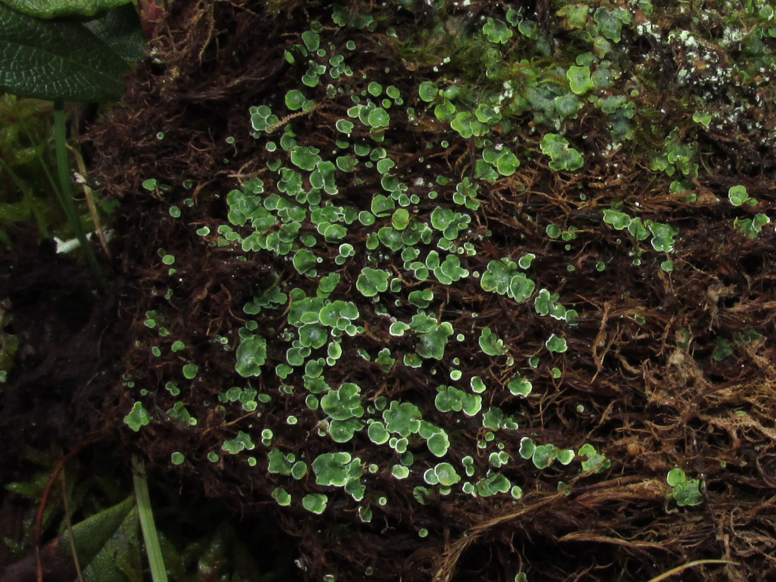 Image of Normandina pulchella specimen.