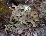 Lobaria pulmonaria