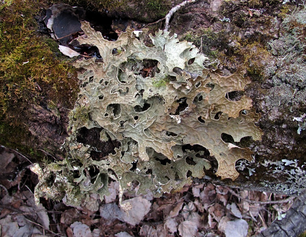 Image of Lobaria pulmonaria specimen.