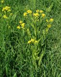 Bunias orientalis. Цветущее растение. Восточный Казахстан, Кокпектинский р-н, 25 км в горы от с. Пантелеймоновка, ≈ 1000 м н.у.м., пологий склон сопки. 14.06.2016.