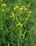 Bunias orientalis